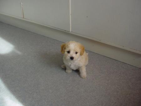 BENGY